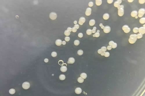 多粘类芽孢杆菌